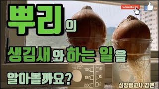 |초등과학| 6학년 1학기, 4단원 식물의 구조와 기능, 뿌리의 생김새와 하는 일을 알아볼까요? | 흡수 | 저장 | 지지  |elementary science|