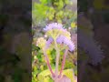 jangling paudha gardeningtips ytshorts garden gardening trending