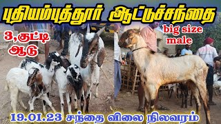 19.01.2023/ புதியம்புத்தூர் சந்தைக்கு வந்த ஆடுகள் / கிடாய்/ வளர்ப்பு குட்டிகள் / விலை.