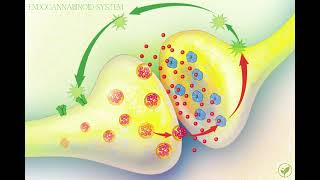 Dr. Michael Moskowitz, pain management specialist talks about the Endocannabinoid System 🍁🌿