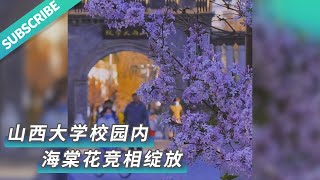 【文化旅游】近日，山西大学校园内，丁香花、海棠花竞相绽放，与结伴而行的学子、灰墙红顶的建筑相映成趣，增添了一份别样景致。来源@太原发布 #山西 #旅游 #景点 #景色