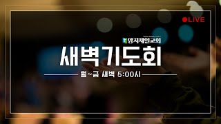 양지제일교회 실시간 새벽기도회 [2024.11.12]