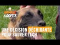 Une décision déchirante pour tenter d'enfin trouver une famille à Tech le malinois #AnimauxÀAdopter