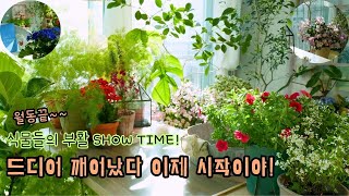 [4K]월동 끝! 이렇게 키우면 폭풍 성장🌱겨울을 이긴 20가지 식물들의 감동 성장기 \u0026 관리법🪴드디어 깨어난 식물들의 부활 SHOW TIME!🎈