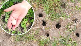 Put it in the holes. Voles will DISAPPEAR from the garden