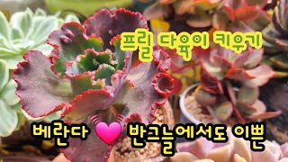 #프릴다육 이쁘게 키우는법#프릴다육 물관리법#장점 단점도 알아볼게요