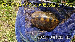 前足のないイシガメをお迎え！の巻（2023年3月12日）