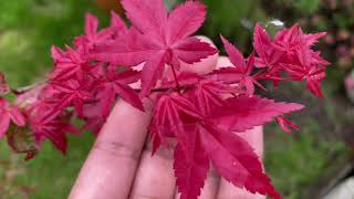 Japanese Acer Beni Maiko. Beautiful summer colour.