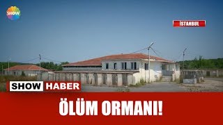 Ölüm Ormanı!