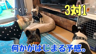 末っ子犬の前に立ちはだかる3頭の兄犬さてどうなる⁈【フレンチブルドッグ多頭飼い】