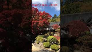 紅葉🍁の大窪寺