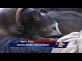 Director of dog shelter to face animal cruelty charges