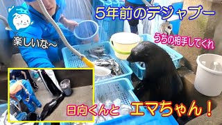 【オットセイ】見たことがある風景(^^)　（伊勢シーパラダイス）