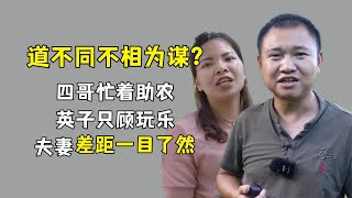 差距越来越大？四哥忙着助农，英子吃喝玩乐？夫妻二人越走越远