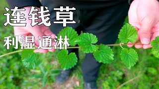 【连钱草】这叫活血丹，你肚子的石头非常害怕它！