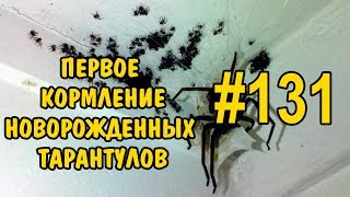 #131 ПЕРВОЕ КОРМЛЕНИЕ МАЛЕНЬКИХ ТАРАНТУЛОВ. THE FIRST FEEDING OF SMALL TARANTULAS.