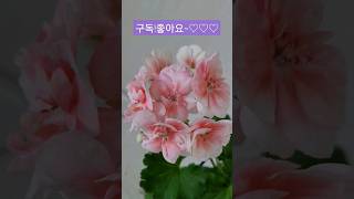 제라늄 #백작부인 #유니의미니가든 #geranium #pelagonium