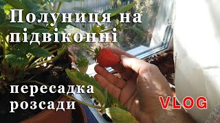 Полуниця на підвіконні  - пересадка розсади. Влог.