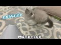 子猫が生まれて初めて加湿器を見たら。。