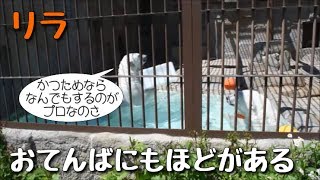 ホッキョクグマ　ララにおもちゃを投げつけるリラの暴挙