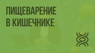 Пищеварение в кишечнике. Всасывание питательных веществ. Видеоурок по биологии 8 класс