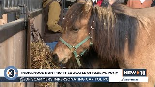 Rare Ojibwe ponies visit UW-Madison campus