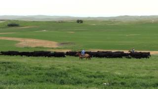 Tokach Angus Ranch: Seedstock Commitment Excellence Award Recipient