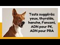 caractéristiques de la race de basenji 🦮