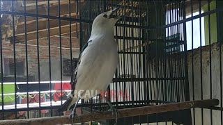 Burung Jalak Kapas Gacor l Nyanyian Mirip Rob0t...