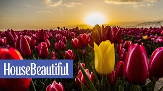 11 Facts Every Tulip Lover Should Know | House Beautiful