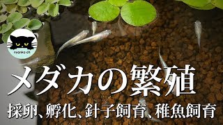 【メダカの繁殖】採卵、孵化、針子飼育、稚魚飼育