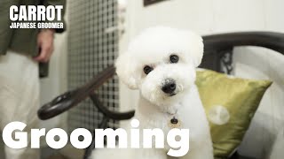 [Bichon Frize] Saku-chan's first trimming ❤️ (trimming)