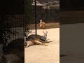 20240504 王子動物園 アカカンガルー