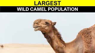 YOU'LL NEVER GUESS WHERE! Largest WILD CAMEL POPULATION in the World