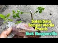 Bougainvillea Cuttings Using Ice Plastic Media Holder