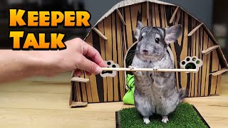 The CUTEST Chinchilla Training Session | Keeper Talk