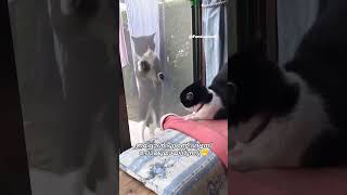 ഇപ്പോൾ എന്റെ ഫ്യൂസ് പോകുമായിരുന്നു🐈🐈.. #funny #shortsviral #cat #ytshort