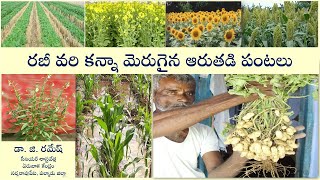 రబీ వరి కన్నా మెరుగైన ఆరుతడి పంటలు|| డాII జి. రమేష్, సీనియర్ శాస్త్రవేత్త, ఏరువాక కేంద్రం