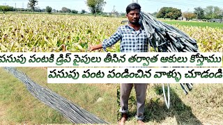 పసుపు పంట  పైపులు తీసిన తర్వాత  ఆకులు కోస్తాము  |Turmeric crop