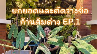 ก้านส้มด่าง | ขยายพันธ์โดยวิธี | ยกยอด | วางข้อ | EP.1