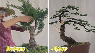 How to bend a bonsai - great bonsai bending skills #217