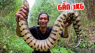 Trở Lại Rừng Già Thăm Dớn, Bắt Ong - Dính Hàng Siêu Khủng