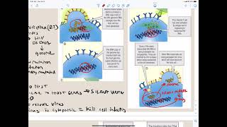 Immunology   secondary immunodeficiency