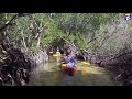 inside lido key s natural mangrove tunnels