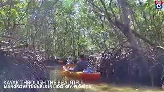 Inside Lido Key's natural mangrove tunnels