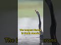 strange hunting acrobatics by the great blue heron shorts