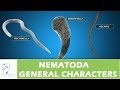 Nematoda General Characters Nematoda General Characters