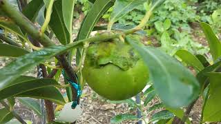 พลับช๊อคโกแลตBlack  sapote  chocolate pudding  fruit