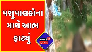 Banaskantha: લમ્પી વાયરસથી જિલ્લામાં 2251 પશુઓ સંક્રમિત | Gujarat News | News18 Gujarati