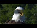 AEF NEFL Eagle Cam 9-23-19: Samson Just Being Handsome